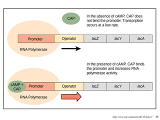 28 
http://cnx.org/content/m44535/latest/  