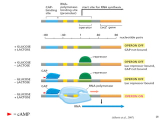29 
(Alberts et al., 2007) 
= cAMP  