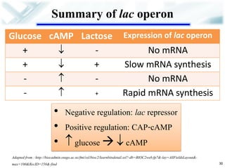 Summary of lac operon 
Glucose 
cAMP 
Lactose 
Expression of lac operon 
+ 
 
- 
No mRNA 
+ 
 
+ 
Slow mRNA synthesis 
- 
 
- 
No mRNA 
- 
 
+ 
Rapid mRNA synthesis 
30 
Adapted from : http://biocadmin.otago.ac.nz/fmi/xsl/bioc2/learnbitsdetail.xsl?-db=BIOC2web.fp7&-lay=AllFieldsLayout&- max=100&RecID=158&-find 
•Negative regulation: lac repressor 
•Positive regulation: CAP-cAMP 
• glucose   cAMP  