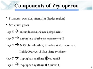 Components of Trp operon 
•Promoter, operator, attenuator (leader region) 
•Structural genes 
- trp E  antranilate synthetase component I 
- trp D  antranilate synthetase component II 
- trp C  N-(5’phosphoribosyl)-anthranilate isomerase 
Indole-3-glycerol phosphate synthase 
- trp B  tryptophan synthase (-subunit) 
- trp A  tryptophan synthase (-subunit) 
32  