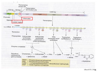 (Russell PJ, 2010) 
33  