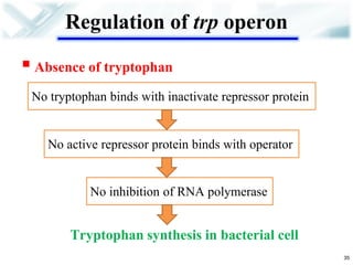 Regulation of trp operon 
Absence of tryptophan 
35 
No tryptophan binds with inactivate repressor protein 
No active repressor protein binds with operator 
No inhibition of RNA polymerase 
Tryptophan synthesis in bacterial cell  