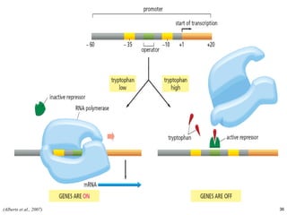 (Alberts et al., 2007) 
36  