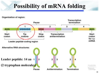 Possibility of mRNA folding 
38 
Leader peptide: 14 aa 
(2 tryptophan molecules)  