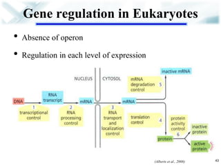 Gene regulation in Eukaryotes 
•Absence of operon 
•Regulation in each level of expression 
43 
(Alberts et al., 2008)  