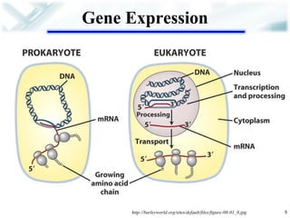 Gene Expression 
5 
http://barleyworld.org/sites/default/files/figure-08-01_0.jpg  