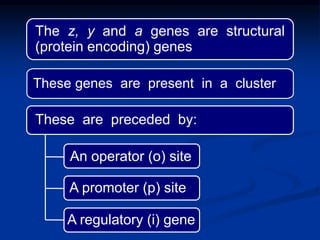 The z, y and a genes are structural
(protein encoding) genes
A regulatory (i) gene
A promoter (p) site
An operator (o) site
These are preceded by:
These genes are present in a cluster
 