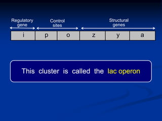 Regulatory
gene
Control
sites
Structural
genes
i p o z y a
This cluster is called the lac operon
 