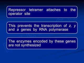 Repressor tetramer attaches to the
operator site
This prevents the transcription of z, y
and a genes by RNA polymerase
The enzymes encoded by these genes
are not synthesized
 