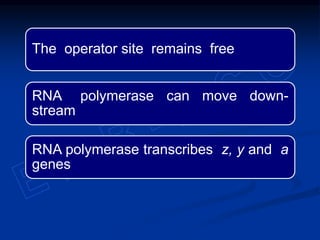 The operator site remains free
RNA polymerase can move down-
stream
RNA polymerase transcribes z, y and a
genes
 
