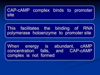 CAP-cAMP complex binds to promoter
site
This facilitates the binding of RNA
polymerase holoenzyme to promoter site
When energy is abundant, cAMP
concentration falls, and CAP-cAMP
complex is not formed
 