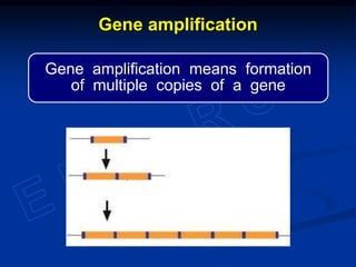 Gene amplification means formation
of multiple copies of a gene
Gene amplification
 