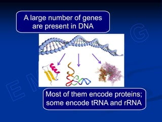 A large number of genes
are present in DNA
Most of them encode proteins;
some encode tRNA and rRNA
 