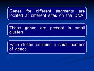 Genes for different segments are
located at different sites on the DNA
These genes are present in small
clusters
Each cluster contains a small number
of genes
 