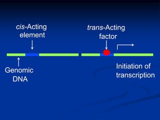 cis-Acting element
trans-Acting factor
Genomic DNA
Initiation of transcription
 