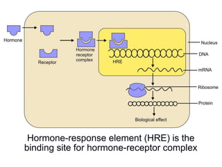 Hormone-response element (HRE) is the
binding site for hormone-receptor complex
 