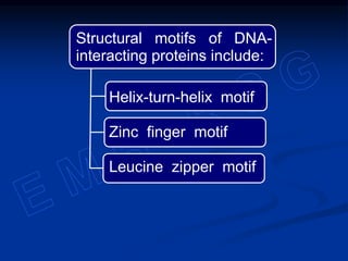 Helix-turn-helix motif
Zinc finger motif
Leucine zipper motif
Structural motifs of DNA-
interacting proteins include:
 