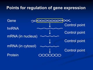 Gene
hnRNA
mRNA (in nucleus)
mRNA (in cytosol)
Protein
Control point
Control point
Control point
Control point
Points for regulation of gene expression
 