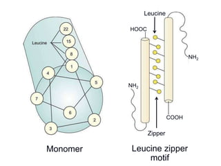 HOOC
COOH
NH2
NH2
Leucine
Zipper
Leucine zipper
motif
Monomer
 