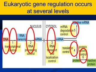 Regulation of gene expression -2 | PPT