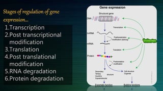 Regulation of gene expression | PPTX