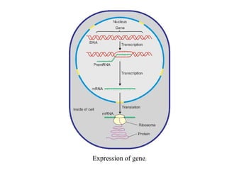 Regulation of Gene Expression.pdf | Biological Sciences | Science