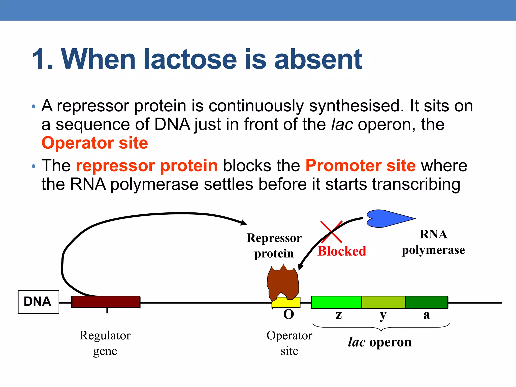 1. When lactose is absent
• A repressor protein is continuously synthesised. It sits on
a sequence of DNA just in front of the lac operon, the
Operator site
• The repressor protein blocks the Promoter site where
the RNA polymerase settles before it starts transcribing
Regulator
gene
lac operon
Operator
site
z y a
DNA
I
O
Repressor
protein
RNA
polymerase
Blocked
 