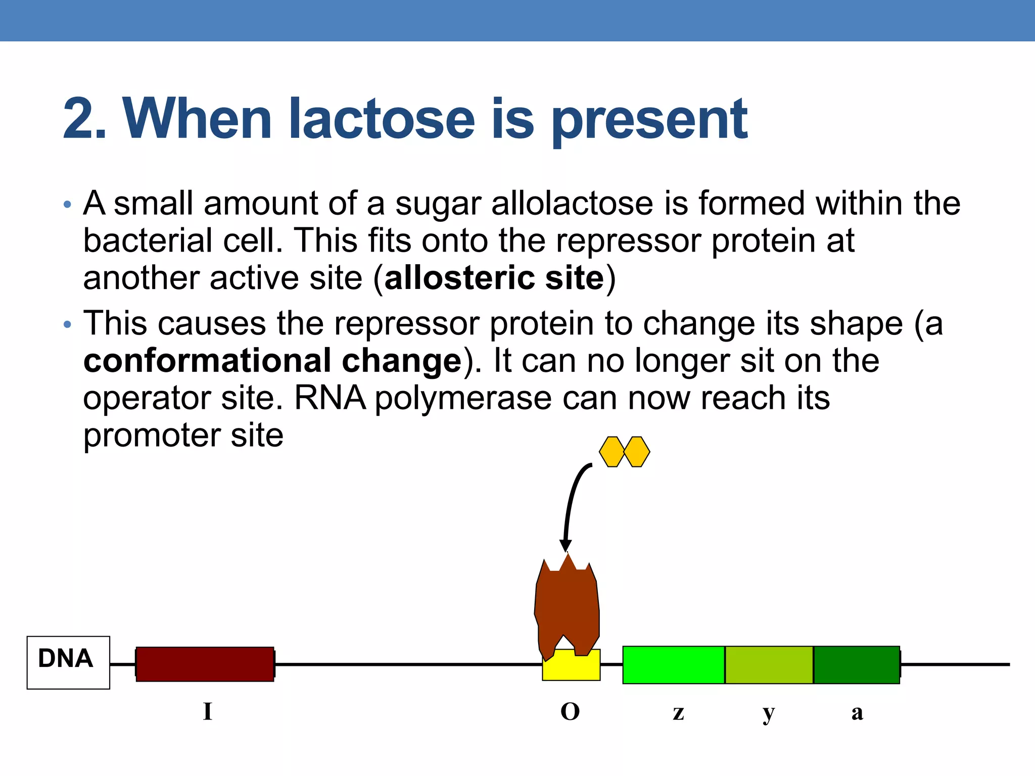 2. When lactose is present
• A small amount of a sugar allolactose is formed within the
bacterial cell. This fits onto the repressor protein at
another active site (allosteric site)
• This causes the repressor protein to change its shape (a
conformational change). It can no longer sit on the
operator site. RNA polymerase can now reach its
promoter site
z y a
DNA
I O
 