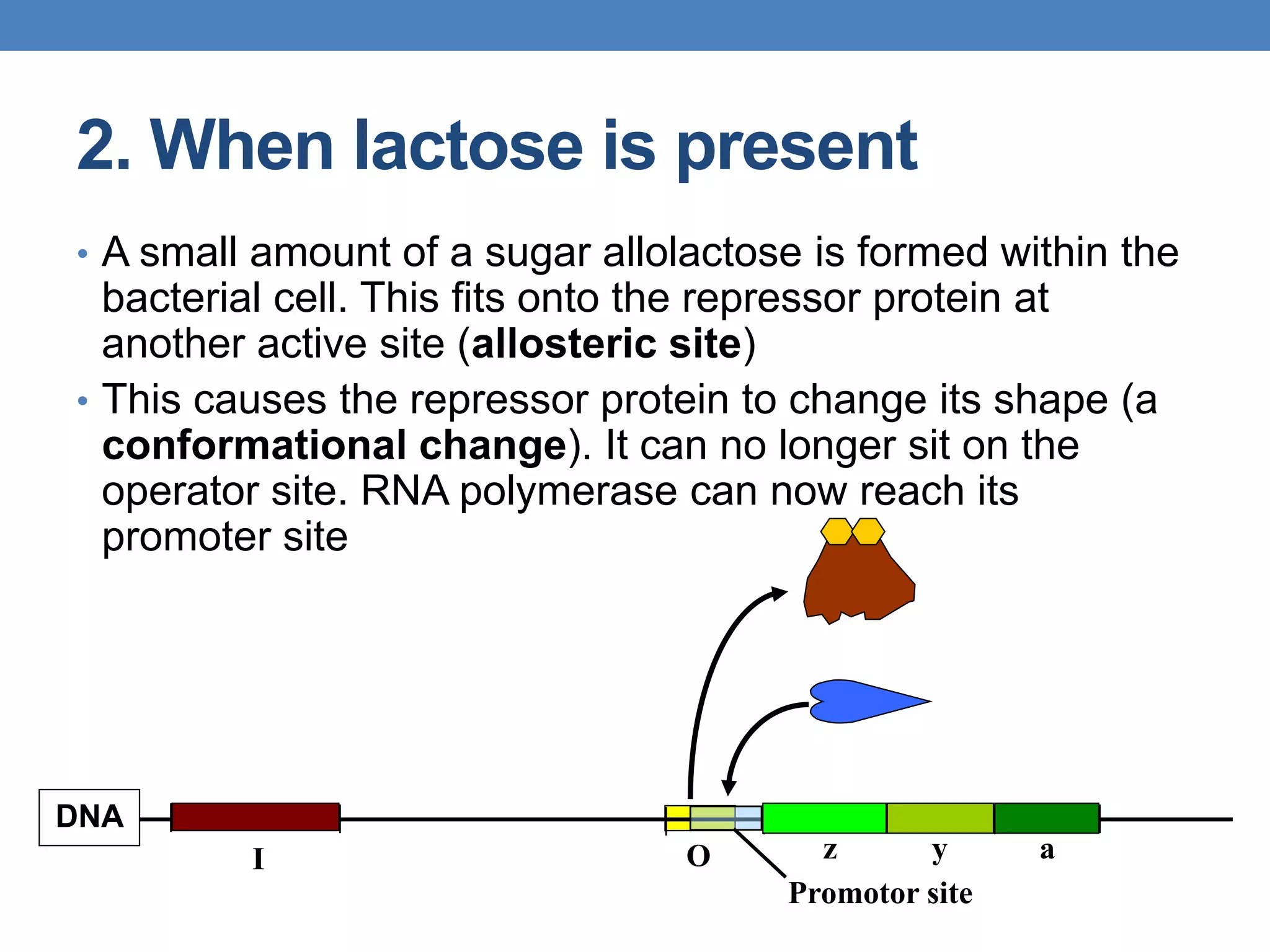 2. When lactose is present
• A small amount of a sugar allolactose is formed within the
bacterial cell. This fits onto the repressor protein at
another active site (allosteric site)
• This causes the repressor protein to change its shape (a
conformational change). It can no longer sit on the
operator site. RNA polymerase can now reach its
promoter site
Promotor site
z y a
DNA
I O
 