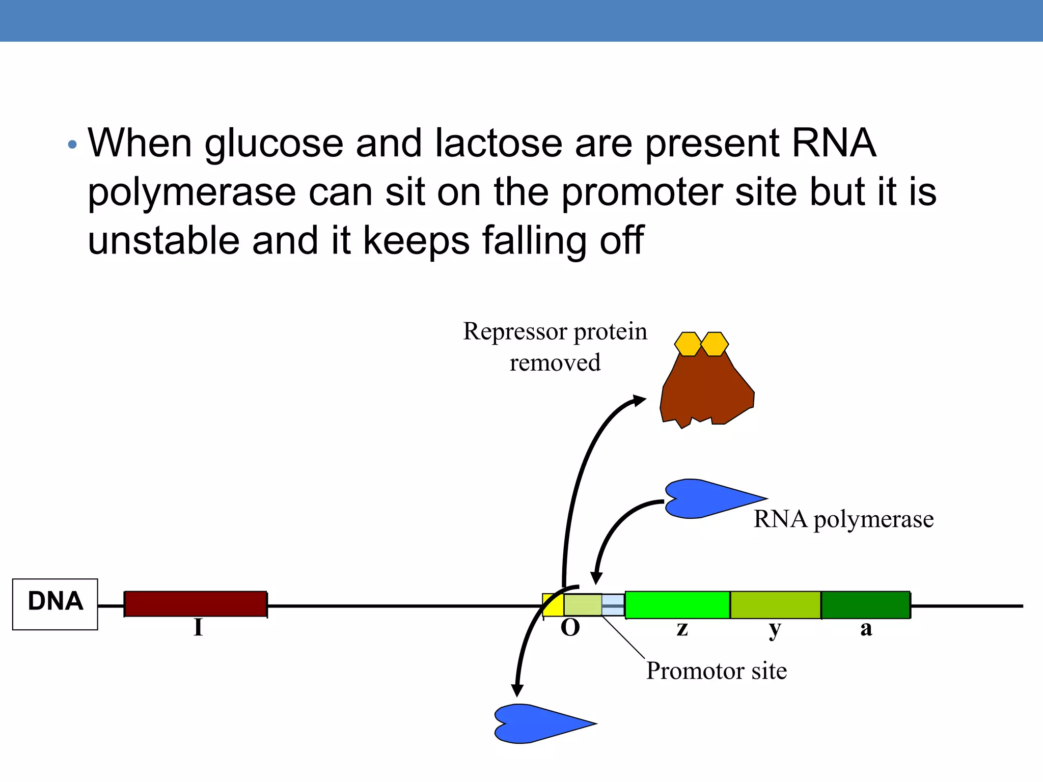 • When glucose and lactose are present RNA
polymerase can sit on the promoter site but it is
unstable and it keeps falling off
Promotor site
z y a
DNA
I O
Repressor protein
removed
RNA polymerase
 