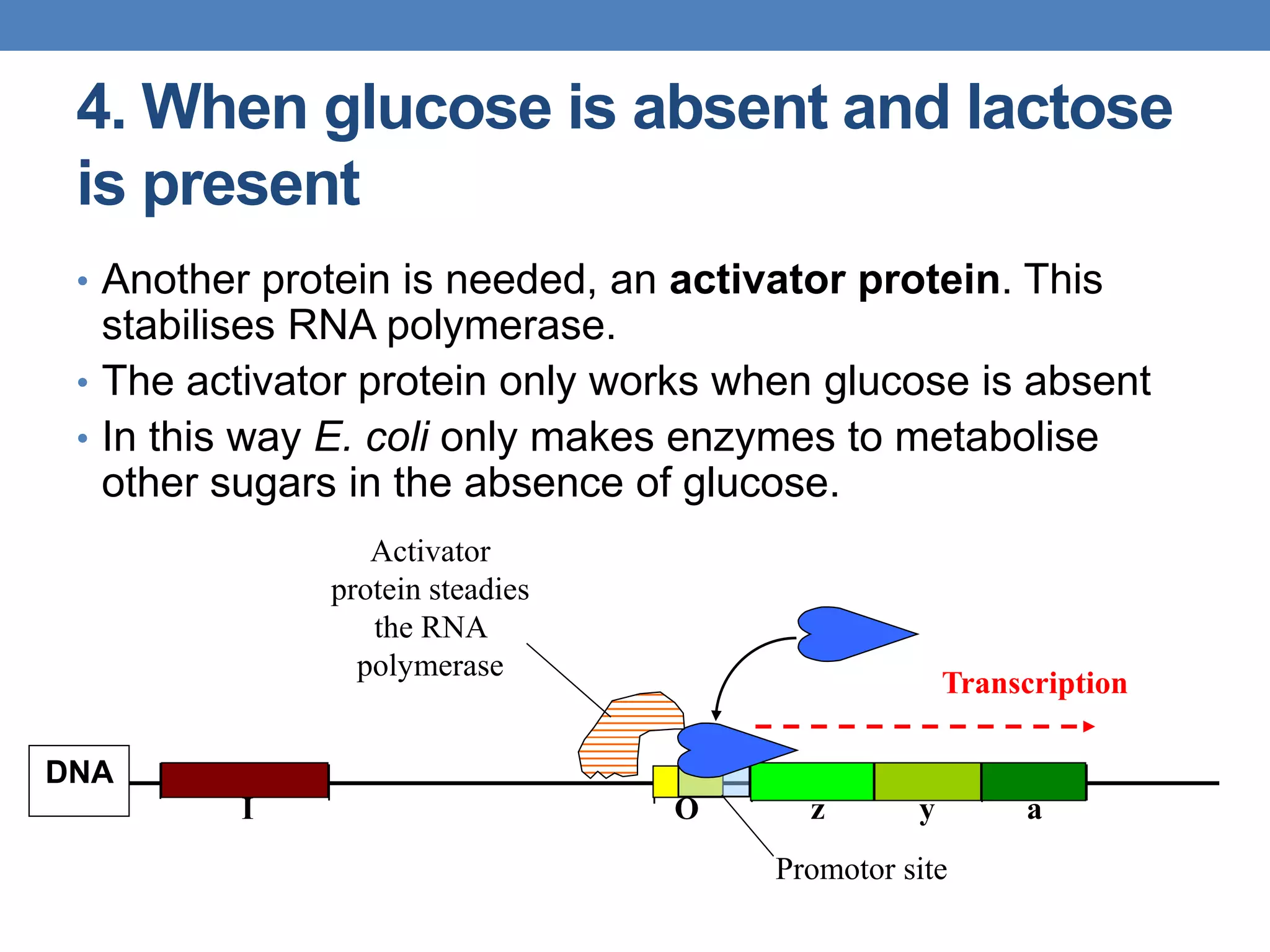 4. When glucose is absent and lactose
is present
• Another protein is needed, an activator protein. This
stabilises RNA polymerase.
• The activator protein only works when glucose is absent
• In this way E. coli only makes enzymes to metabolise
other sugars in the absence of glucose.
Promotor site
z y a
DNA
I O
Transcription
Activator
protein steadies
the RNA
polymerase
 