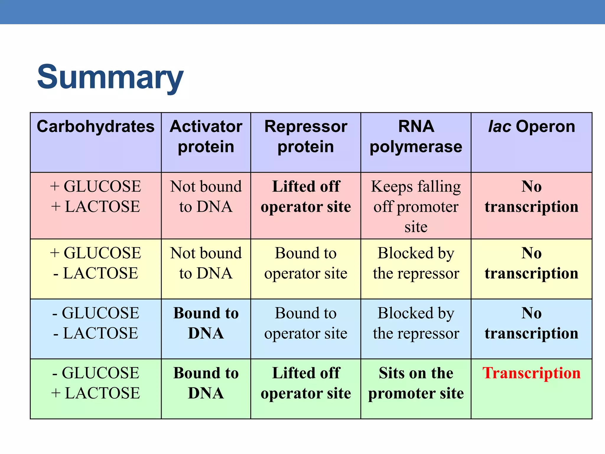 Summary
Carbohydrates Activator
protein
Repressor
protein
RNA
polymerase
lac Operon
+ GLUCOSE
+ LACTOSE
Not bound
to DNA
Lifted off
operator site
Keeps falling
off promoter
site
No
transcription
+ GLUCOSE
- LACTOSE
Not bound
to DNA
Bound to
operator site
Blocked by
the repressor
No
transcription
- GLUCOSE
- LACTOSE
Bound to
DNA
Bound to
operator site
Blocked by
the repressor
No
transcription
- GLUCOSE
+ LACTOSE
Bound to
DNA
Lifted off
operator site
Sits on the
promoter site
Transcription
 
