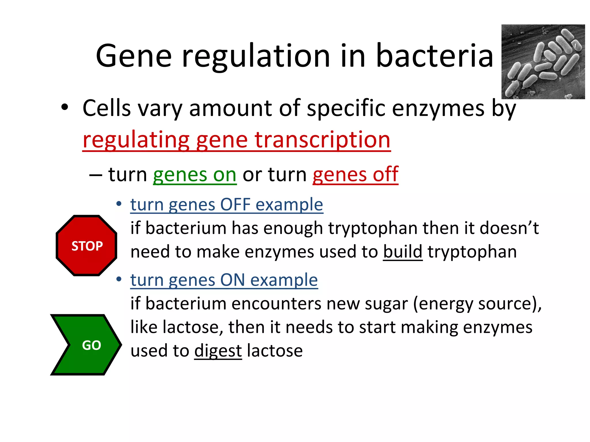 Gene regulation in bacteria
• Cells vary amount of specific enzymes by
regulating gene transcription
– turn genes on or turn genes off
• turn genes OFF example
if bacterium has enough tryptophan then it doesn’t
need to make enzymes used to build tryptophan
• turn genes ON example
if bacterium encounters new sugar (energy source),
like lactose, then it needs to start making enzymes
used to digest lactose
STOP
GO
 
