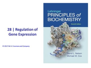 28 | Regulation of
Gene Expression
© 2017 W. H. Freemanand Company
 