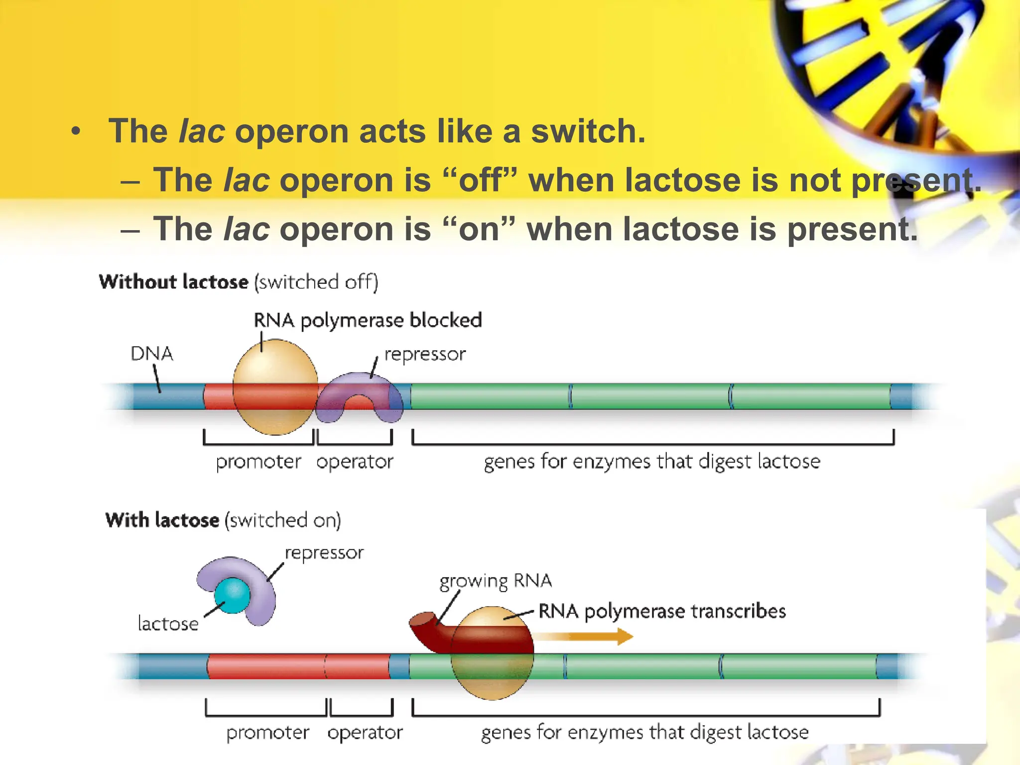 Regulation of gene expression and genetics.ppt