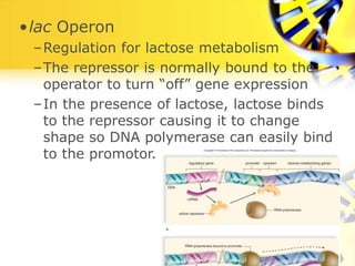 Regulation of gene expression and genetics.ppt