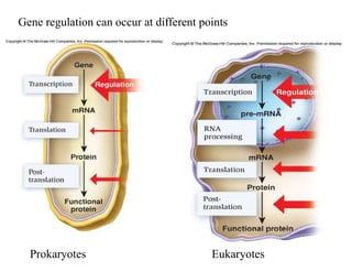 Regulation of Gene Expression-SH.pdf