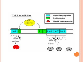 Regulation of gene expression (1).ppt ars | PPT