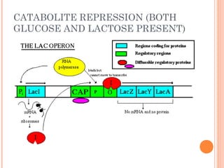 Regulation of gene expression (1).ppt ars | PPT