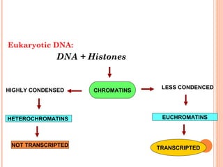 Regulation of gene expression (1).ppt ars | PPT