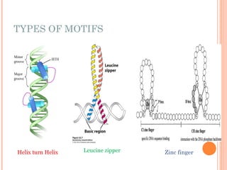 Regulation of gene expression (1).ppt ars | PPT