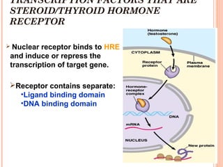 Regulation of gene expression (1).ppt ars | PPT