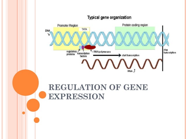 Regulation of gene expression (1).ppt ars