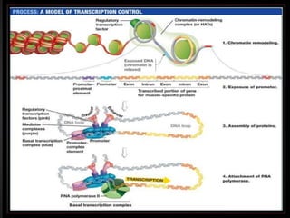 Regulation of gene expression 1 | PPTX