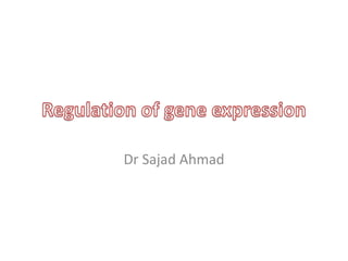 Dr Sajad Ahmad
 