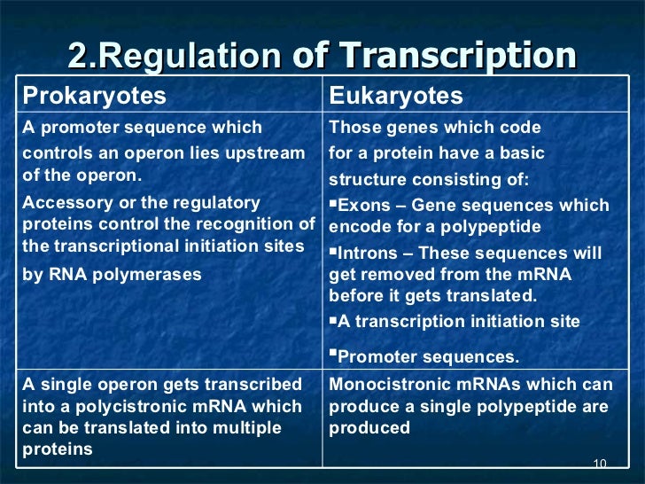 Gene Regulation In Eukaryotes Ppt