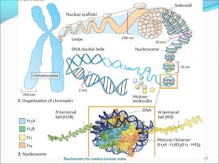 Regulation of gene expression in eukaryotes | PPT