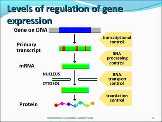 Regulation of gene expression in eukaryotes | PPT