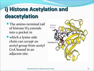 i) Histone Acetylation andi) Histone Acetylation and
deacetylationdeacetylation
The amino-terminal tail
of histone H3 ext...