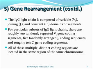 5) Gene Rearrangement (contd.)5) Gene Rearrangement (contd.)
The IgG light chain is composed of variable (VL),
joining (J...